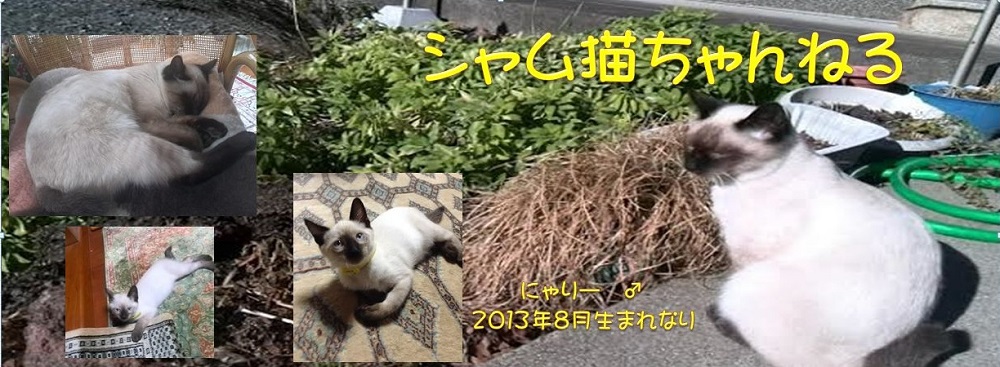 古代インドでの猫の扱いについて シャム猫ちゃんねる The Siamese Cat Movies